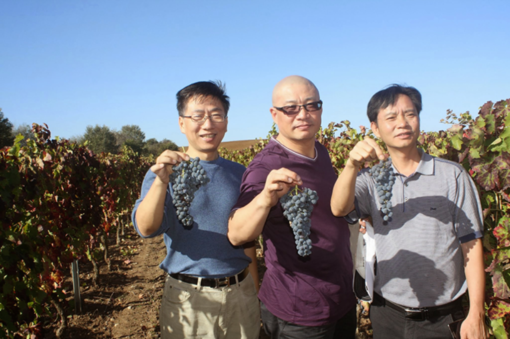 delegati cinesi in vendemmia a Venosa